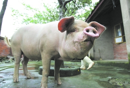 博物馆将为猪坚强办新生两周年庆典(图)