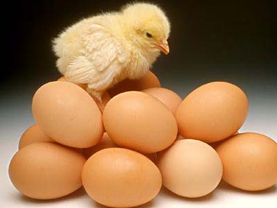 “概念鸡蛋”五花八门 身价异营养无差几