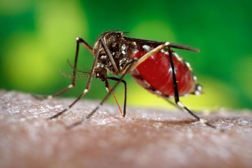 北京蚊子密度增16% 居民社区成“重灾区”