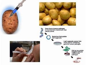 网友爆料中国土豆均是转基因 称变黑是标准