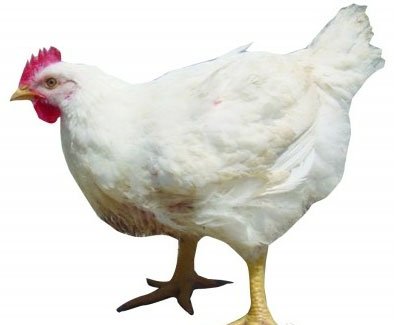 农业部关闭速生鸡企业 称出栏时间合规程