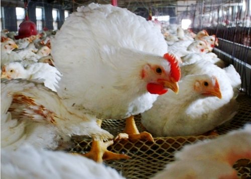 麦当劳承认采购六和鸡 称已无相关产品在售