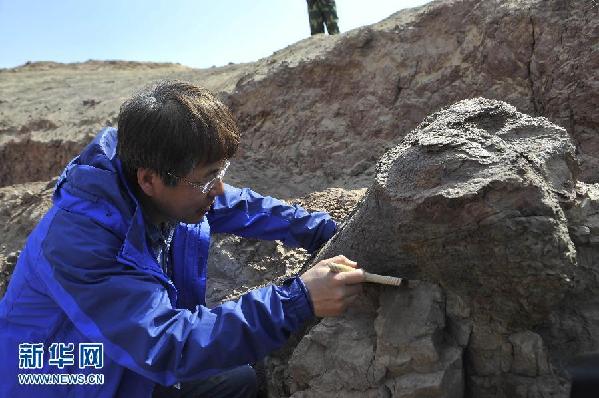 （科技）（3）新疆鄯善发现我国最大侏罗纪恐龙化石