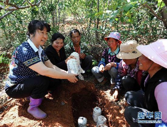 （经济）（3）云南福保村——复合循环经济产业带动农民增收