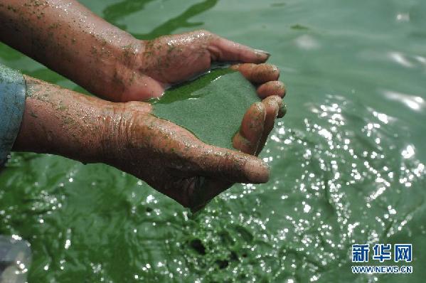 #（生态）（3）安徽巢湖出现蓝藻集聚