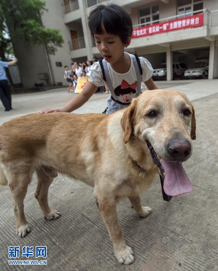 （社会）（2）武汉警营开放日，与警犬亲密接触