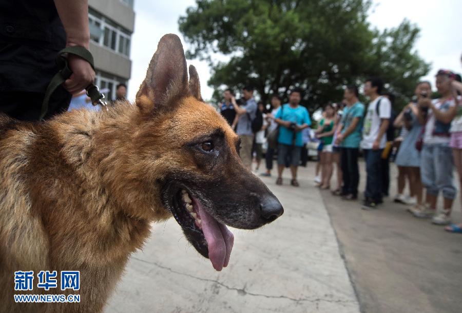 （社会）（3）武汉警营开放日，与警犬亲密接触