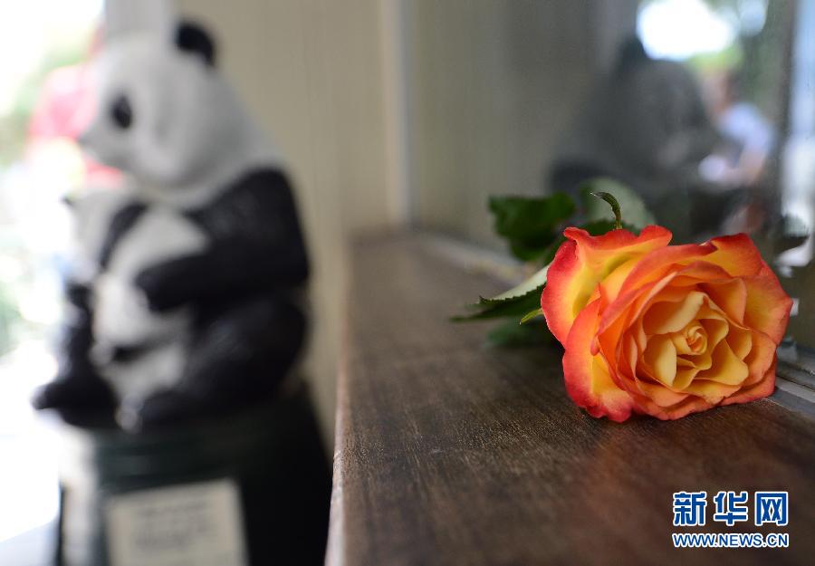 （国际）（2）熊猫“宝宝”在柏林动物园去世