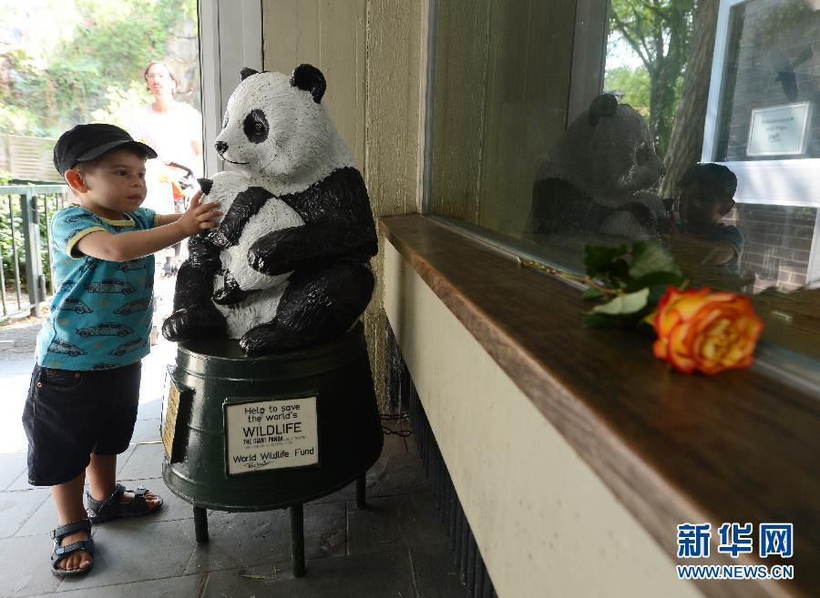 （国际）（4）熊猫“宝宝”在柏林动物园去世