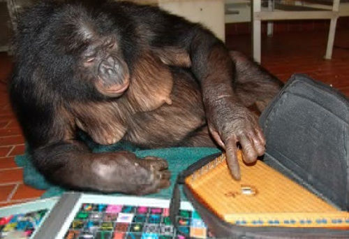 美国“天才”倭黑猩猩去世 懂数千英文词语(图)