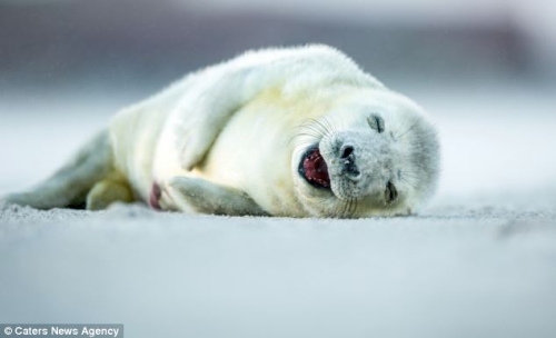 憨态可掬的海豹悠闲地躺在柔软的沙滩上睡觉。