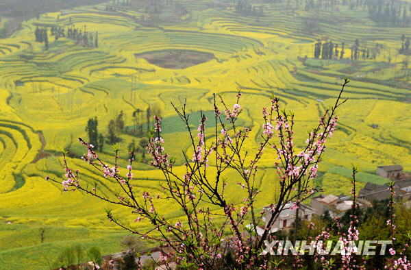 风景如画的罗平县境内的大片油菜田（3月3日摄）。