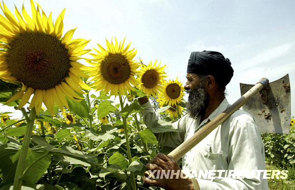 5月18日，在印度阿姆利则市郊外的一个村庄，56岁的农民克什米尔·辛格在田间查看向日葵成熟的情况。