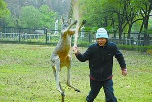 饲养员“落荒而逃”