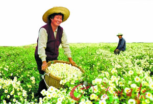 菊农在田间采摘杭白菊