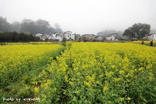 新浪旅游配图：婺源美景 摄影：小徐