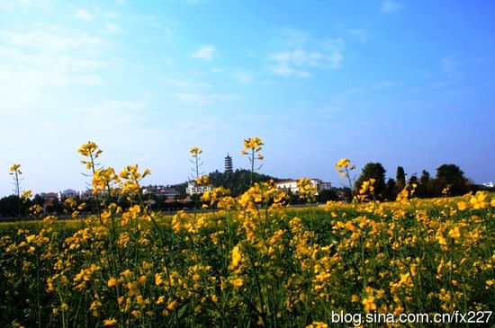 油菜花