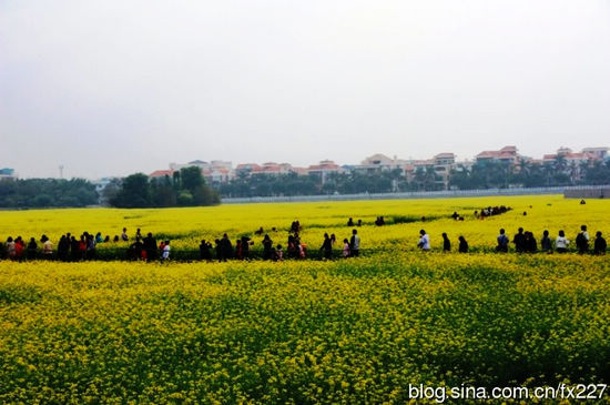 300亩油菜花