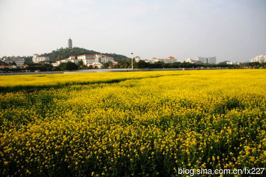 油菜花