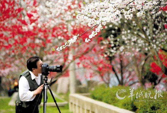 安徽黄山古城歙县雄村桃花坝上，桃花朵朵开