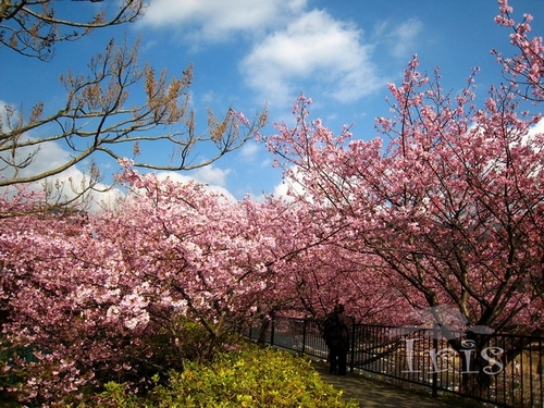 新浪旅游配图：日本樱花季 摄影：鸢尾