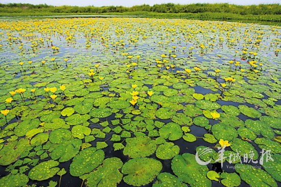 江南，即便是人迹罕至的湿地，也有绝美的春色