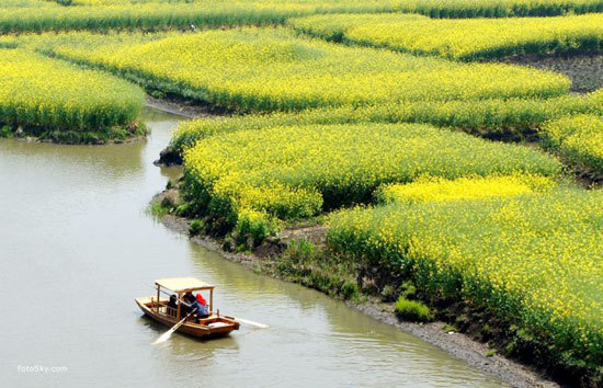 新浪旅游配图：兴化油菜花 摄影：FotoSky