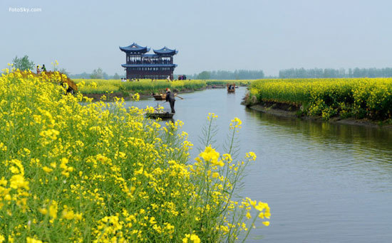 新浪旅游配图：荡漾在花田之中 摄影：FotoSky