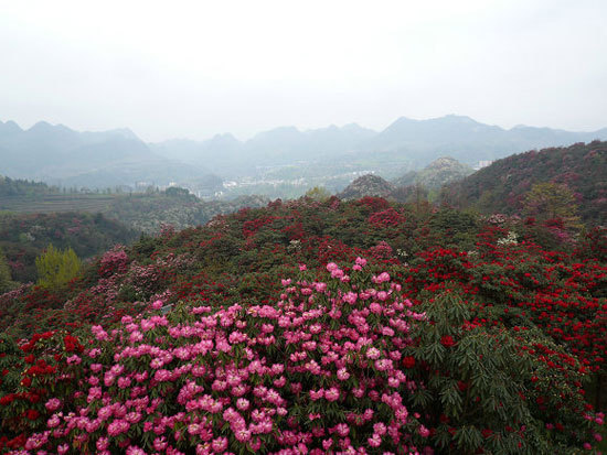 新浪旅游配图：百里杜鹃 摄影：菲比寻裳