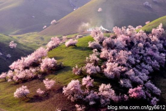 吐尔根野杏花林 摄影：游牧天山