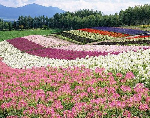 北海道花海