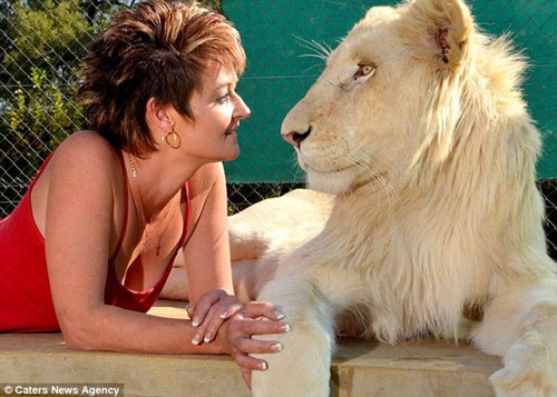 一位名叫安妮•西曼的南非女子因喜爱动物，六年来养育了许多大型野兽，更与自己养大的白狮朝夕相处，感情深厚。