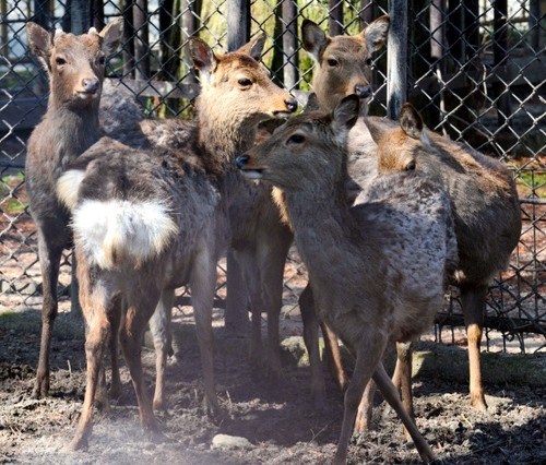 日本8头日本鹿集体出逃尚有3头未“回家”