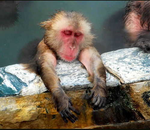 日本北海道猴子泡温泉御寒惬意地打起瞌睡（图）
