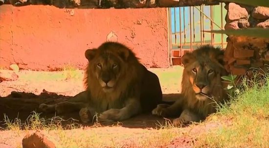 巴西动物园一600斤重狮子被盗 或被卖到餐馆(图)