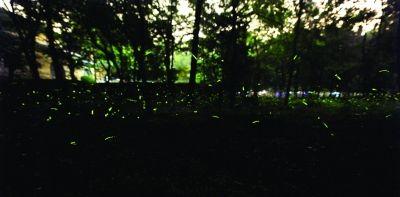 长期曝光拍摄的萤火虫。