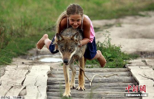 俄国一家人养狼当宠物 女孩骑狼狂奔