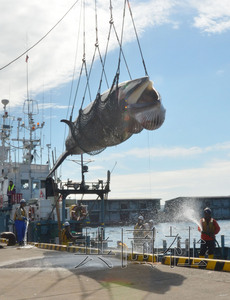 日本在北海道启动科研捕鲸首日捕获7头小须鲸