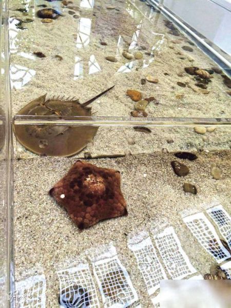 上海自然博物馆的微博称，因极个别不文明者的行为，馆内巨蜥的爪子被拗断，海星也感染细菌死亡。