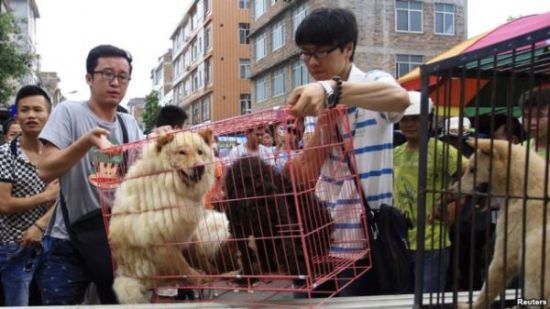 在中国广西玉林狗肉节前，动物保护活动人士从狗贩子手中买下将要被屠宰的狗。