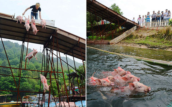 猪会飞？海外网友批评中国一旅游城市将猪推下河活动