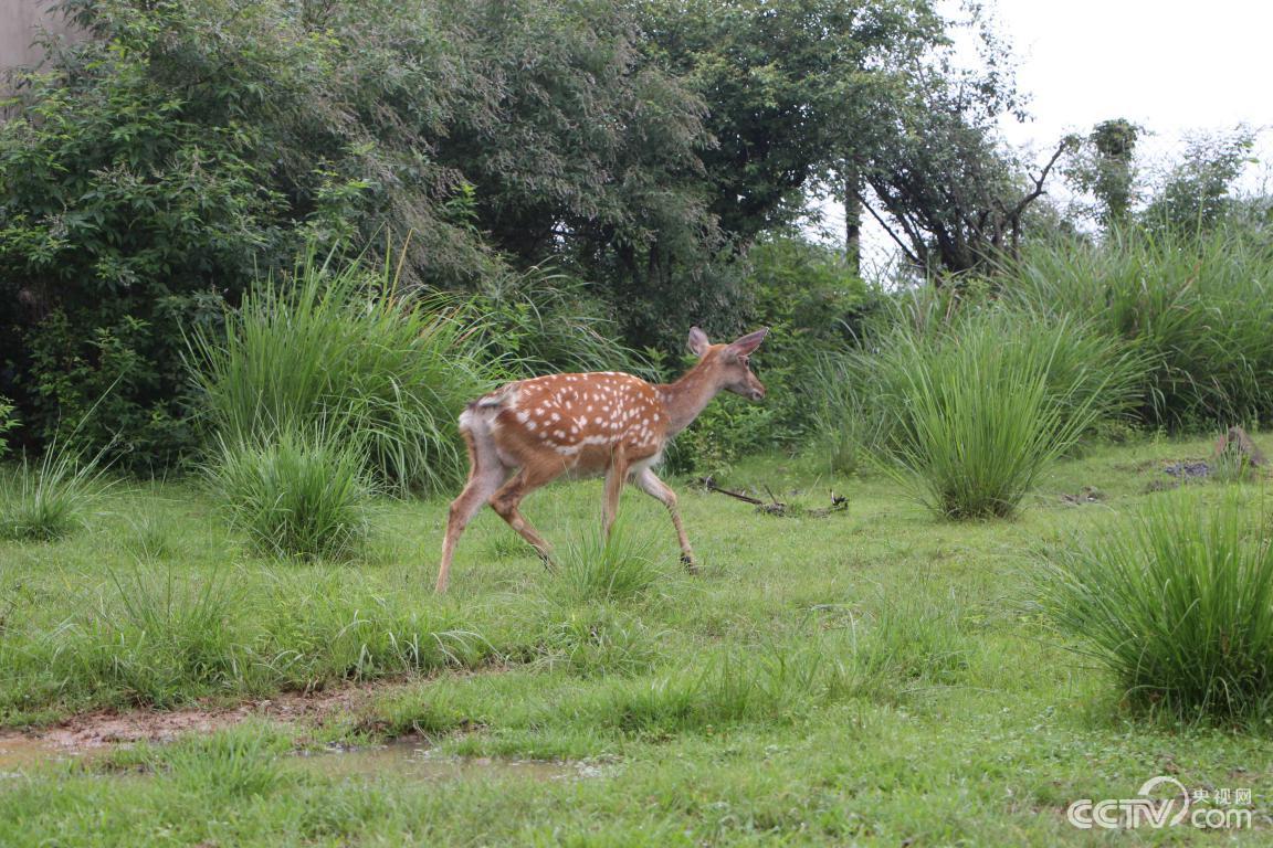 桃红岭自然保护区的梅花鹿