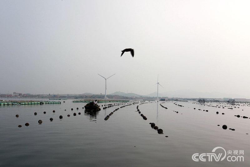 荣成“海上牧场”近景