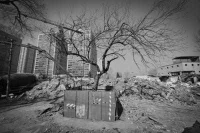 北京拆迁致百年老树“受伤” 当地承诺保护