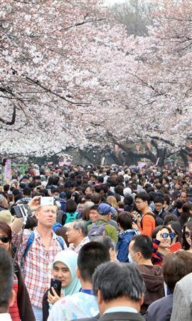 日本迎来最佳赏樱期.