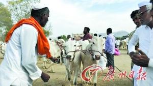 在马哈拉施特拉邦，农民低价出售自家的牛。