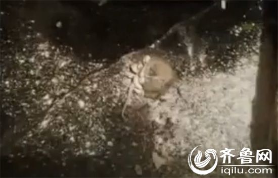 10斤的面粉已经吃得只剩下一斤多，却发现了一只“老鼠干”（视频截图）
